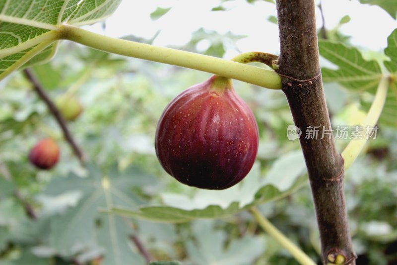 无花果成熟