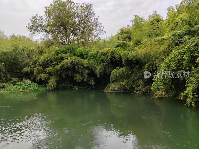 水边茂密植被景观近景特写