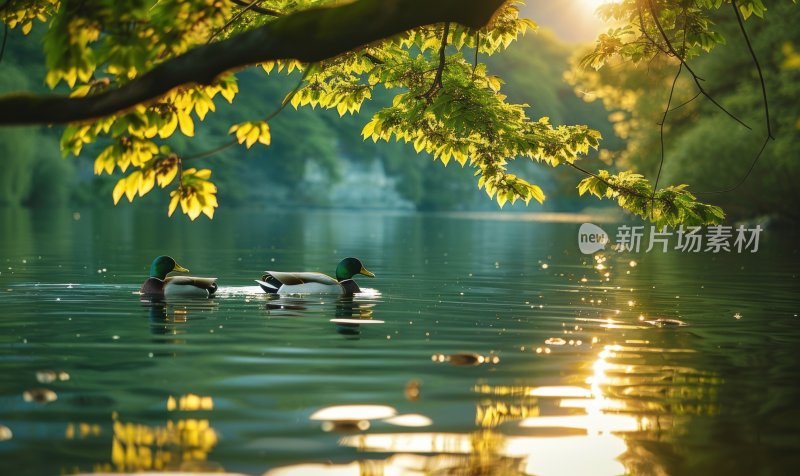 湖边鸭子春江水暖宁静悠闲湖泊背景