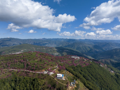 大理无量山樱花谷