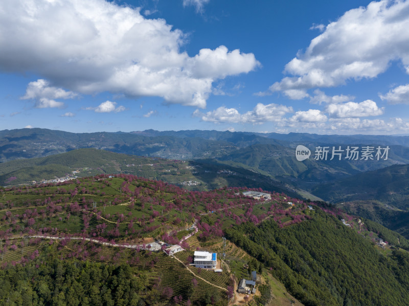 大理无量山樱花谷