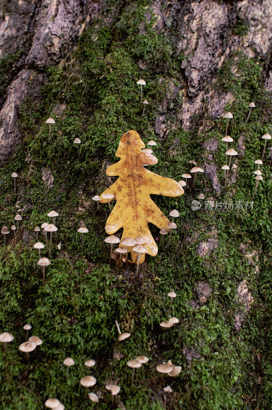 野生菌蘑菇生长环境菌类山菌