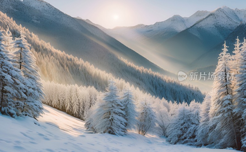 冬季森林白雪覆盖风景