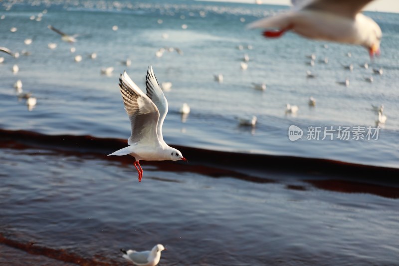 青岛 海边 海鸥 鸟