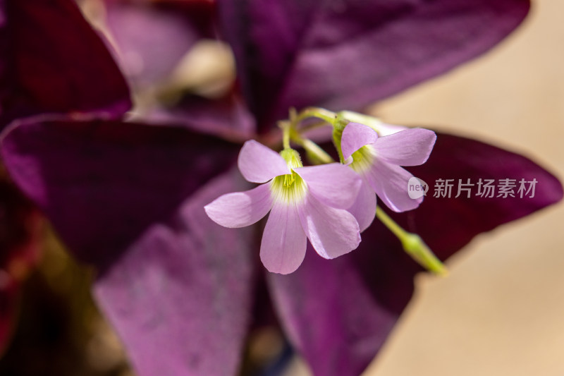 紫罗兰色的三角紫叶酢浆草叶片特写