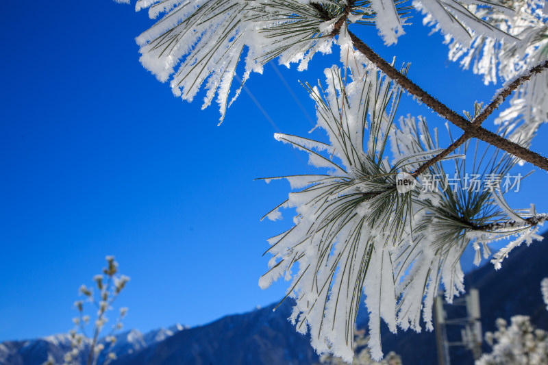 中国西藏地区冬季雾凇及雪绒花