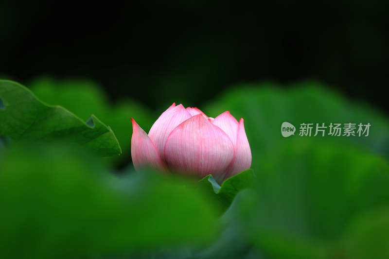 含苞待放的荷花花骨朵