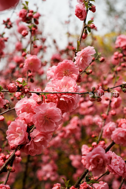 北京四得公园桃花树桃花