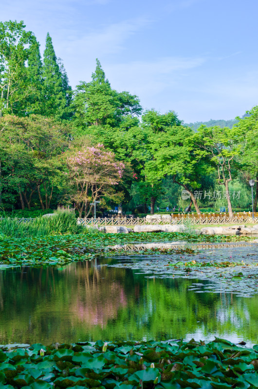 青岛中山公园，池塘中绿树红花倒影