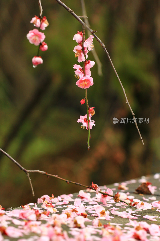 春天粉色的梅花和雨滴