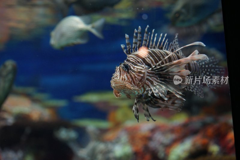 上海海洋水族馆的狮子鱼