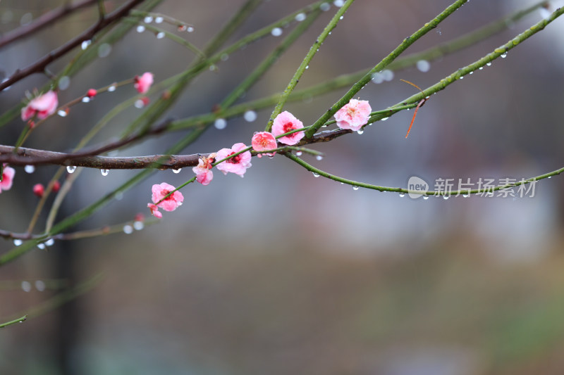 雨中的唯美梅花 带水滴水珠的梅花盛开
