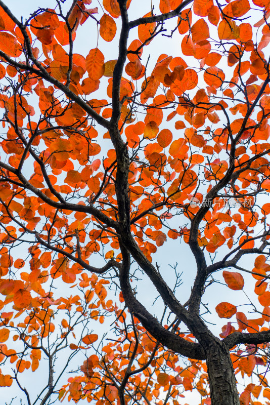 秋天霜降红叶立秋重阳节天空自然风景
