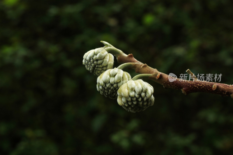 结香花花蕾实拍素材