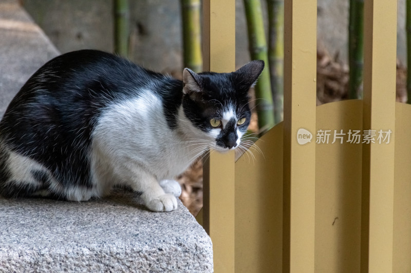 流浪小猫