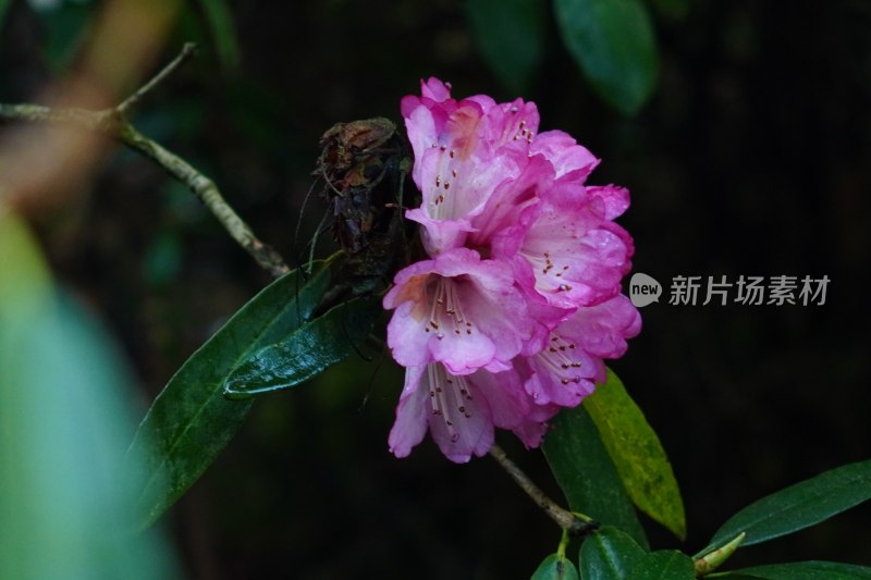 特写粉色杜鹃花