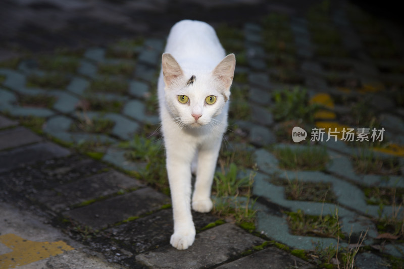 一只白色猫咪 正面直视