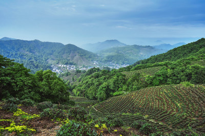 杭州龙井村茶园