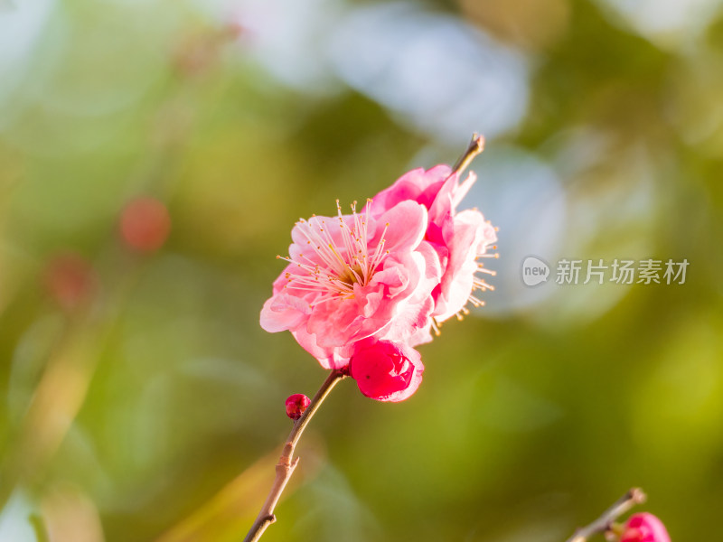 枝头盛开的粉色梅花特写