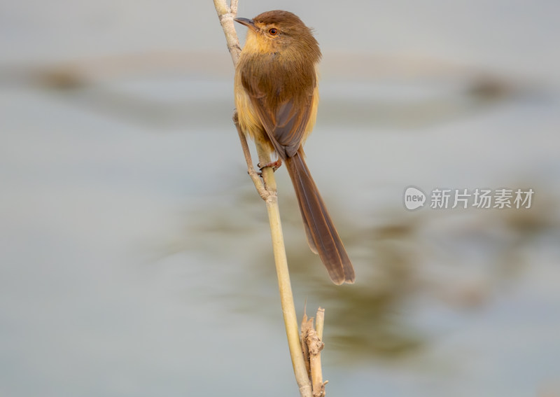 站立的小鸟