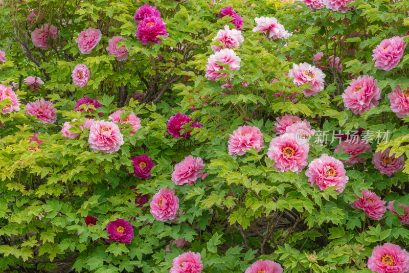 牡丹花背景