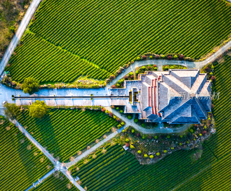 贵州遵义湄潭茶海