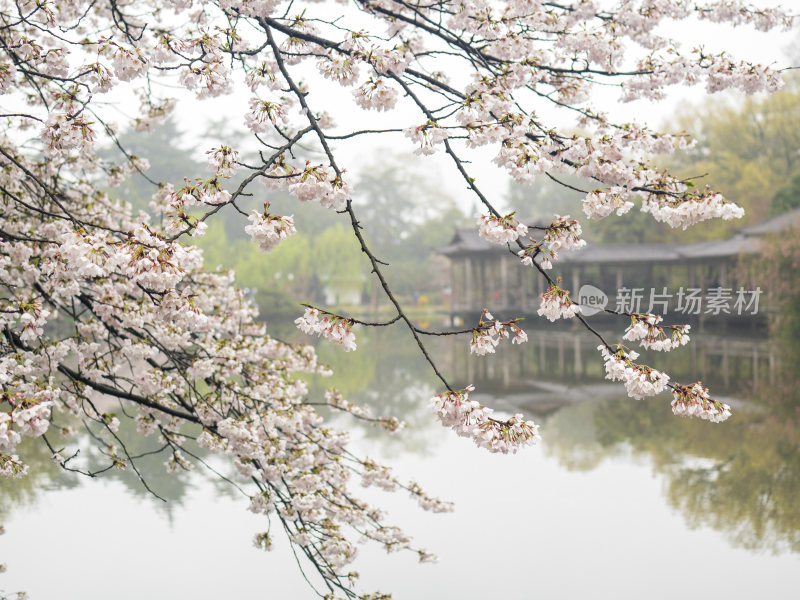 杭州西湖花港观鱼风景