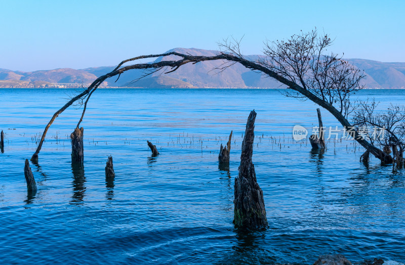 云南大理洱海湖畔树林秋景自然风光