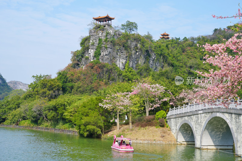 柳州龙潭公园，镜湖，异木棉盛开