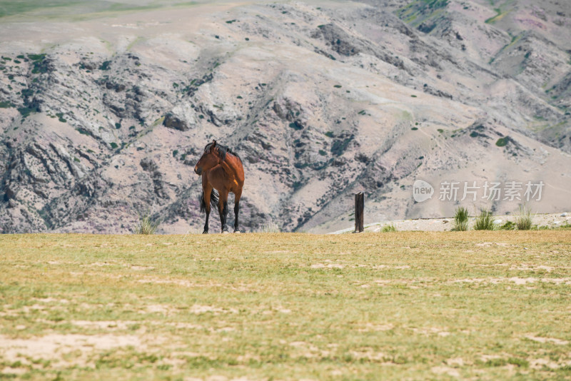 中国新疆伊犁草原上的马