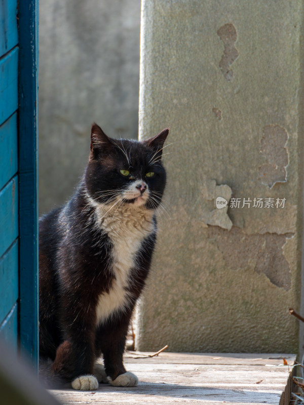 黑白奶牛猫与木屋