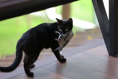 黑猫叼着小鸟特写