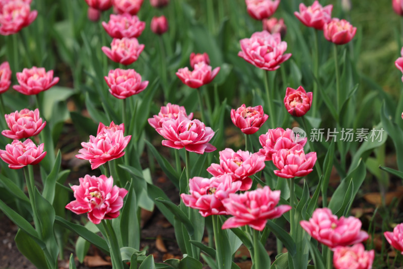 杭州太子湾公园绽放的红色郁金香