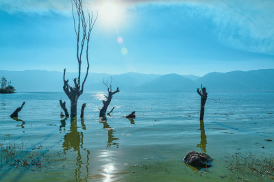 云南大理洱海湖边树林自然风光