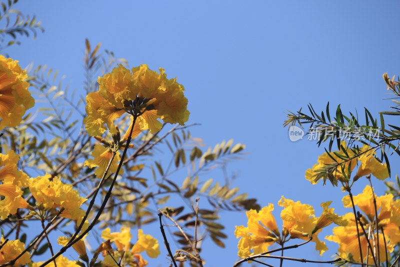 黄花风铃木