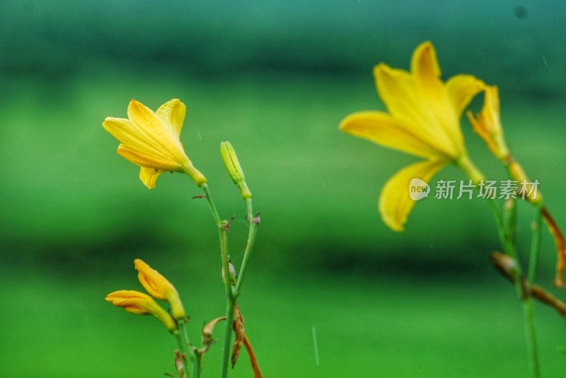 大草原的黄花