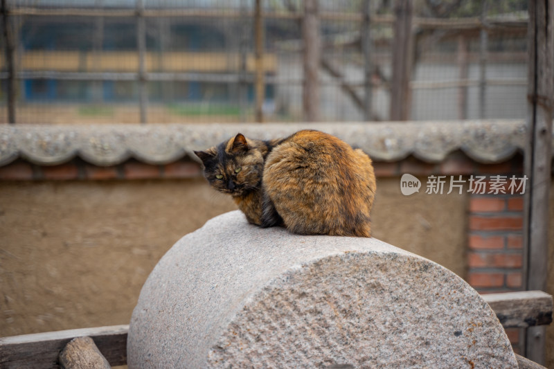 猫在磨盘上休息农家院