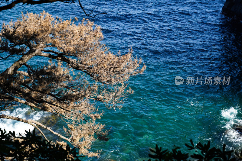 日本静冈县伊东市城崎海岸门胁吊桥一户建