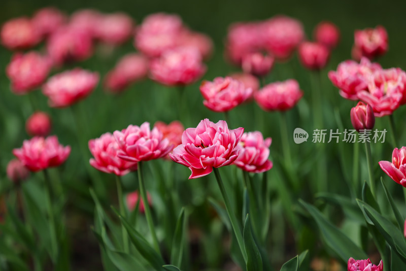 杭州太子湾公园绽放的红色郁金香