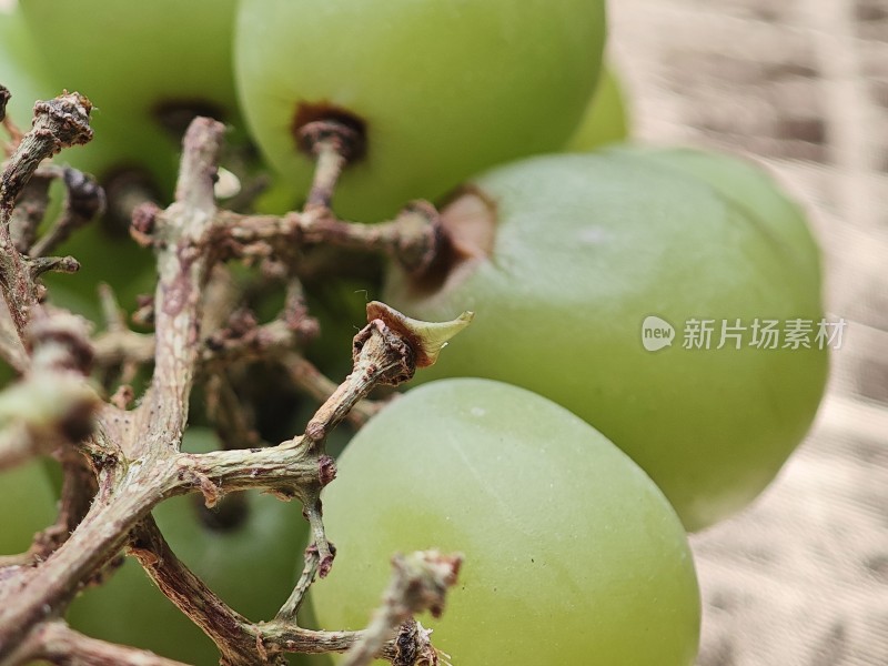 青提特写展示果实饱满的青提近景