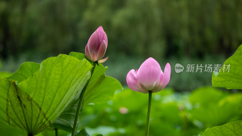 荷花图片