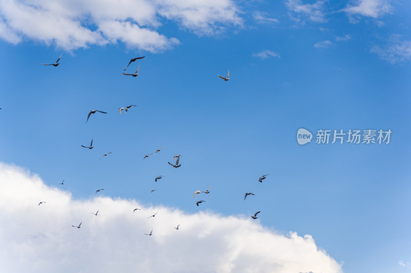 鸽子一群鸟类在天空飞翔蓝天白云