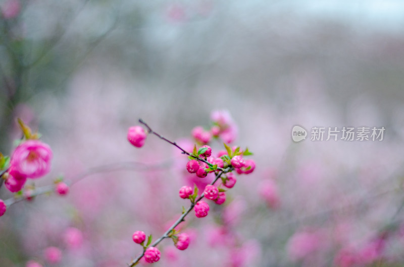 清明时节，含苞待放的榆叶梅花枝特写