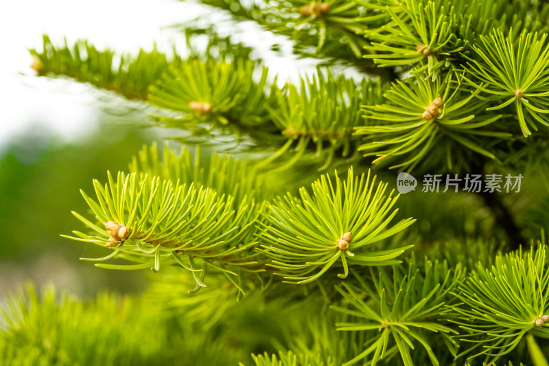 中国东北春天刚刚发芽的松柏