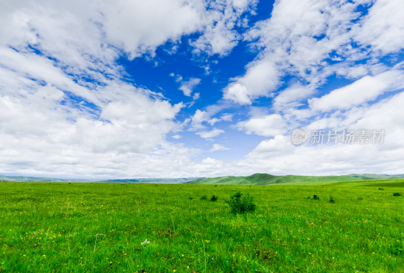 蓝天白云下的草原牧场