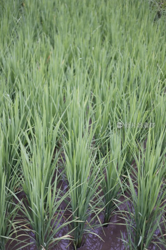 水稻/农田作物/田野/植物/有机食品