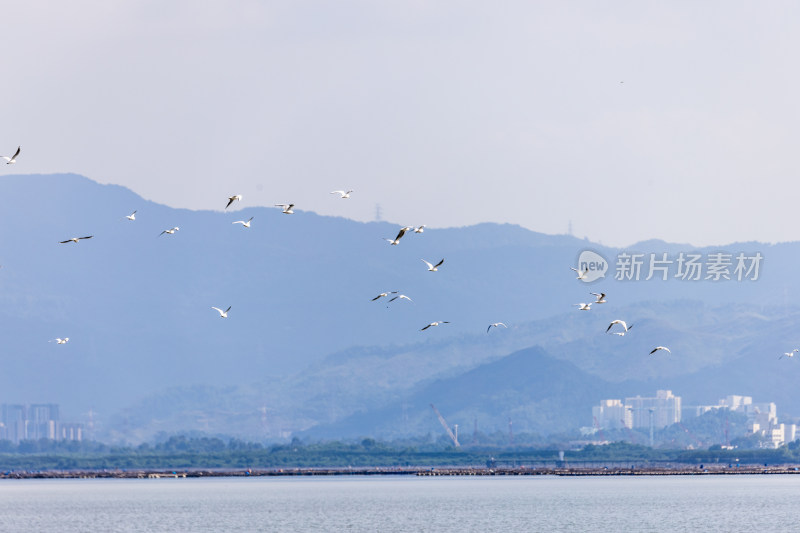 海鸥、红嘴鸥