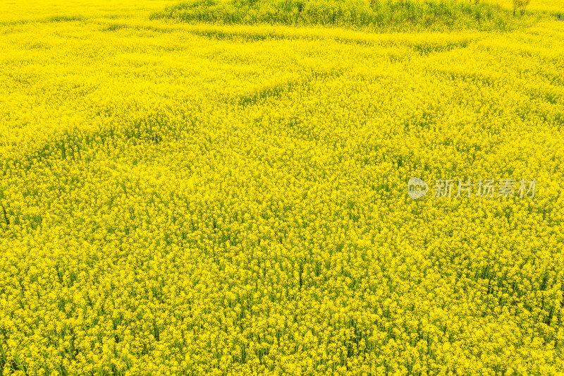 鼋头渚春天油菜花田