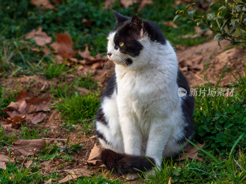 户外草丛中黑白花猫