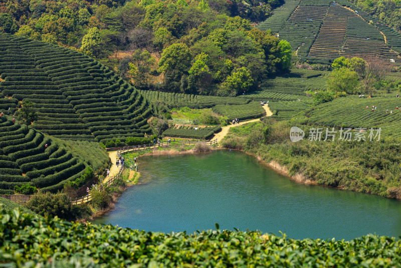 中国杭州龙坞春天里的茶园风光